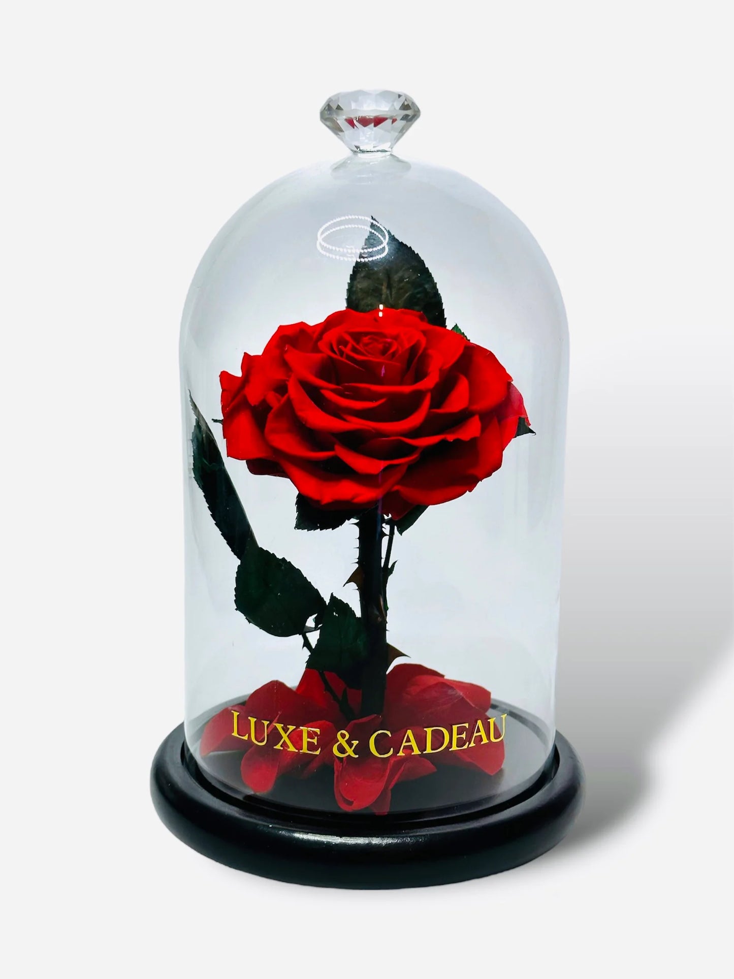 Rose éternel sous cloche